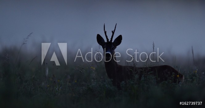 Picture of Roe deer at night Roebuck at night Animal in the mist